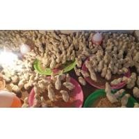 ราคา ไก่ดำเคยูภูพาน (360160986)