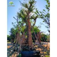 ราคา ต้นมะขาม (มือหนึ่ง) (360150542)