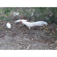 ราคา ไก่ต่อหูขาว ไก่หนุ่ม สีขาว (360154130)