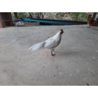 ราคา ไก่หนุ่ม ไก่ต่อหูขาว สีขาว (360150916)