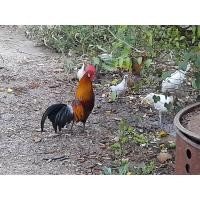 ราคา พ่อไก่ต่อหูขาว สีสวย ทรงดี เสียงเล็ก ขันตัด (360150885)