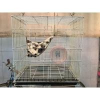 ราคา กรงชูการ์ไกลเดอร์ กรงนก กรงกระรอก กรงสัตว์เลี้ยง (มือสอง) (360138578)