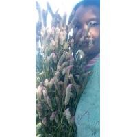 ราคา เมล็ดพันธุ์หงอนไก่ป่า (มือหนึ่ง) (360127503)