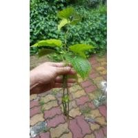 ราคา ต้นชะพลู (มือหนึ่ง) (359129368)