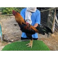 ราคา ไก่ชนก๋อยง่อน สามเอี่ยวนำเข้า ลูกชายเจ้าTKO เกรียงไกร มดตะนอย แม่สาซารอน (ปิดครับ) (359912956)