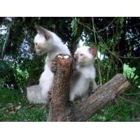 ราคา แมววิเชียรมาศ สายพันธุ์แท้ เกรดA ไม่มีตำหนิจ่ะ (360058675)