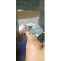 ราคา ขายลูกป้อนนกเลิฟเบิร์ดสีบูลฟิชเชอร์หน้าขาว (360038311)