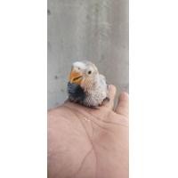 ราคา ขายลูกป้อนนกเลิฟเบิร์ดสีน้ำเงิน (360031021)