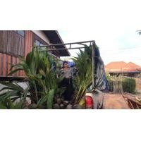 ราคา มะพร้าวน้ำหอมต้นเตี้ย (มือหนึ่ง) (360032061)