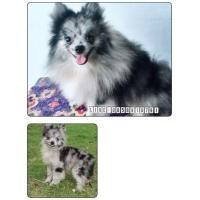ราคา รับผสมปอมหนุ่ม สีบลูเมอร์ และสีครีม จ่ายลูกดก (341165611)