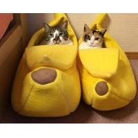 ราคา ที่นอนกล้วยหอมน้องหมาน้องแมว (มือสอง) (359430604)