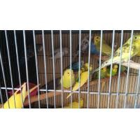 ราคา นกหงส์หยก (359986271)