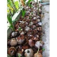 ราคา ต้นพันธ์ุมะพร้าวแกง (มือหนึ่ง) (359978694)