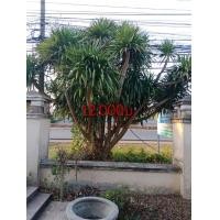 ราคา ต้นจันผา (มือสอง) (354325328)