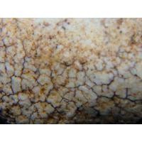 ราคา พระปิดตาหลวงปู่แย้ม สมุทรปราการ AA79055 (มือสอง) (335609100)