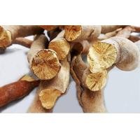 ราคา รากปลาไหลเผือก อบแห้ง (มือหนึ่ง) (359945240)