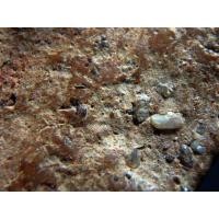 ราคา พระนางพญา กรุเก่า สวยมาก AA89203784 (มือสอง) (136373163)