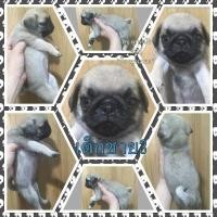 ราคา ลูกสุนัขปั๊ก (359936929)