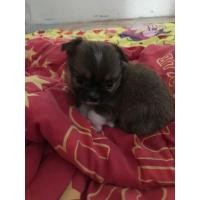 ราคา ชิวาว่าขนยาว (359909019)