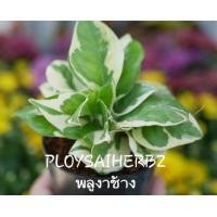 ราคา ต้นพลูงาช้าง (มือหนึ่ง) (345034930)