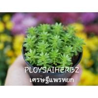 ราคา ต้นเศรษฐีแพรหยก (มือหนึ่ง) (345037622)