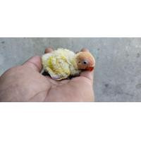 ราคา ขายลูกป้อนนกเลิฟเบิร์ดสีเหลืองครอบส้มดับเบิ้ล (359899969)