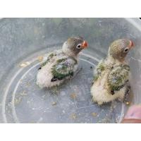 ราคา ขายนกเลิฟเบิร์ดสีเขียว (359899897)