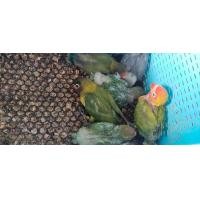 ราคา ขายลูกป้อนนกเลิฟเบิร์ดหลากสีสัน (359899793)