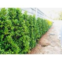 ราคา ไทรเกาหลีสูง 1.5 เมตร (มือหนึ่ง) (359890287)