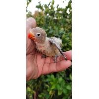 ราคา ขายลูกป้อนนกเลิฟเบิร์ดกรีนฟิชเชอร์ (359881277)