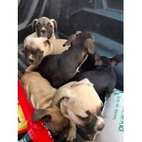 ราคา ลูกสุนัขพันธุ์บูลลี่ (359883022)