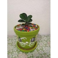 ราคา ไม้มงคลต้นช้อนเงินช้อนทองไม้ประดับเรียกทรัพย์เข้าบ้าน (มือหนึ่ง) (356213128)