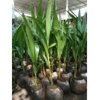 ราคา พันธุ์มะพร้าวน้ำหอมต้นเตี้ยลูกดก (มือหนึ่ง) (359818720)