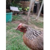 ราคา ไก่ป่าสีตัวเมียสีดอกหมากไซส์มินิ (359812952)