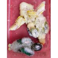 ราคา ขายลูกป้อนนกเลิฟเบิร์ดหลากสีสันสวยงาม (359802482)