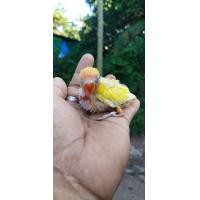 ราคา ขายลูกป้อนนกเลิฟเบิร์ดดับเบิ้ลสีเหลืองครอบส้ม (359776342)