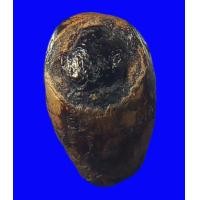 ราคา หมากทุยเปลือยปู่เอี่ยมวัดหนัง สนใจดูพระทั้งร้านคลิ๊กที่ชื่อนะครับ (มือสอง) (359793935)