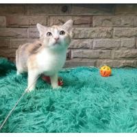 ราคา แมวมันช์กิ้น(Munchkin Cat) ขายาว (359786633)