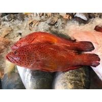 ราคา ปลาเก๋าแดง (มือหนึ่ง) (358467329)
