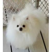 ราคา รับผสมพันธุ์ สุนัขปอมเปอร์เรเนียล (มือหนึ่ง) (359342629)