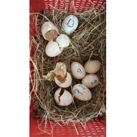 ราคา ลูกไก่ดำอินโด ผสม ไก่ดำมองโกล มีหลายตัวมาเลือกได้ ทำคอกเดียว หมดแล้วหมดเลย (356973417)