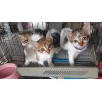 ราคา เบงกอลเปอร์เซีย (360962883)