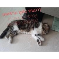 ราคา ลูกแมวสก็อตติชแท้ผสมเปอร์เซียแท้ (360974119)