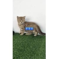 ราคา Scottish Fold British Shorthair (360971746)