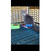 ราคา Scottish Fold British Shorthair เพศผู้ Scfc Certificate (360971549)