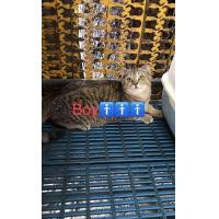 ราคา Scottish Fold British Shorthair Scfc Certificate (360971570)