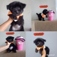 ราคา พุดเดิ้ลผสมปอม น่ารักมาก (360948883)