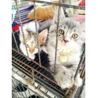 ราคา เบงกอลผสมเปอเซียและเปอเซียชินชิล่า (360952209)