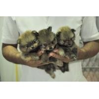 ราคา ปอมเมอเรเนียน ไซด์เล็ก แท้แน่นอน (264509)