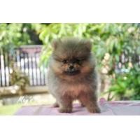 ราคา ปอมเมอเรเนียน ไซด์เล็ก (266693)